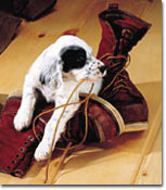 Puppy chewing a boot