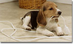 puppy chewing on electric cord
