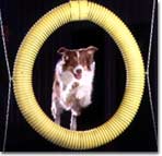 dog jumping through a ring in agility class