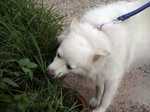 A dog Eating grass-2