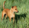 Picture of Africanis Dog