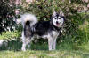 Picture of Alaskan Klee Kai Dog