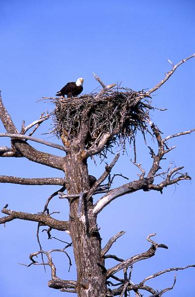 7Bald eagle in nest at Madison River1_ Jim Peaco - nps