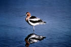Picture of American avocet