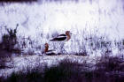 Image of American avocet pair