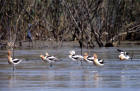 Image of a flock of American avocets