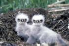 Image of bald eagle chicks in nest