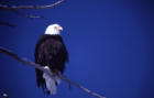 Photo of mature bald eagle in tree