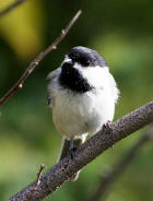 picture of Black-capped Chickadee
