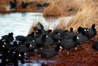 picture of American Coot Flock
