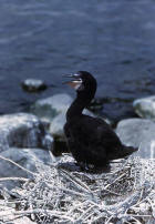 picture of cormorants