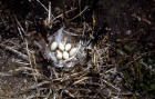 picture of Double-crested cormorant nest with six eggs