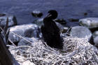 image of Double-crested cormorant nestling 