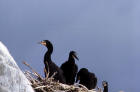 photo of Double-crested cormorant nestlings