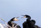 image of Double-crested cormorant nestlings