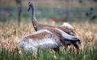 photo of Sandhill Cranes courtship display sequence