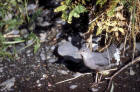 picture of American dipper