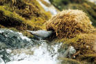 picture of American Dipper at Nest 