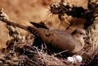picture of Mourning Dove in nest incubating eggs 