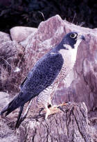 picture of Arctic Peregrine Falcon