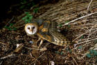picture of Barn Owl