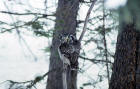 picture of Boreal Owl in Silver Gate