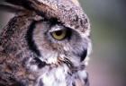 image of Captive Great Horned Owl