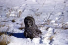 image of Great Gray Owl on snow