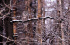 photo of Great Gray Owl perched on burned tree branch