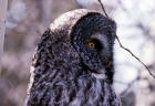 photo of Great Gray Owl