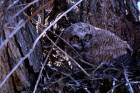 photo of Great Horned Owl nestling