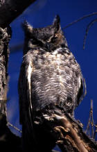 picture of Great Horned Owl