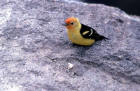 picture of Male Westen Tanager