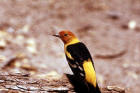 picture of Male Western Tanager