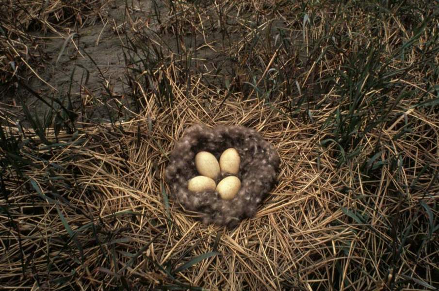Black Brant Nest - Gill, Bob - usfws