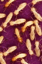 Photo of Formosan subterranean termites