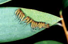 Picture of sawfly larvae
