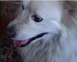 Famous dog picture - 24: american eskimo dog