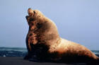 Picture of Sea Lion Bull
