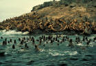 Picture of Sea Lion Group at Haulout