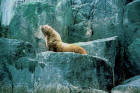 Picture of a Steller Sea Lion on rocks