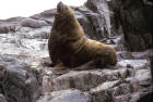 Image of a male Steller Sea Lion 