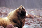 Picture of a Steller Sea Lion at Haulout
