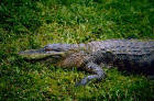 picture of american alligator