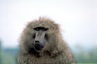 Image of an Olive Baboon
