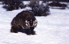 Image of a badger in winter