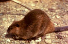 Picture of a beaver