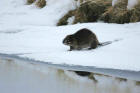 Picture of a beaver carrying willow twig in snow