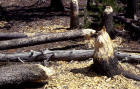 Image of beaver gnawing