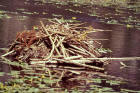 Picture of a beaver lodge in water
